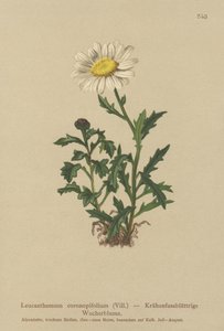 Marguerite (Leucanthemum coronopifolium, Chrysanthemum coronopifolium, Chrysanthemum alpestre) - German School